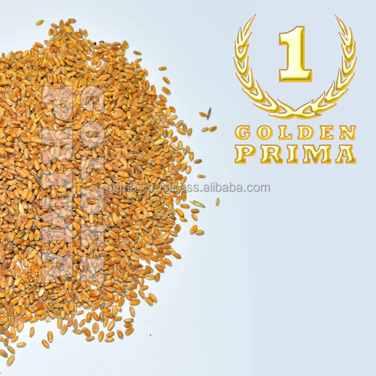 Big bag packaging wheat grain wholesale priced from Russia, wheat grain for animal