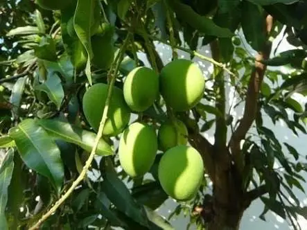 Globally selling Low Prices Fresh Green Sour Light Small Mango Fruit