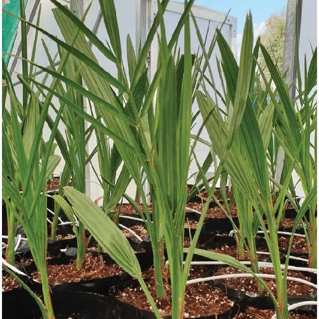 Best quality Plant Palm Tissue Culture Date Seedlings