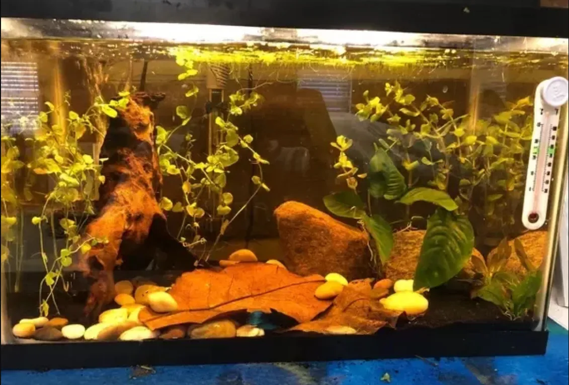 Catappa оставляет вьетнамские листья миндаля Бета рыба креветки природная среда обитания аквариум для рыб снижение PH убивает бактерии