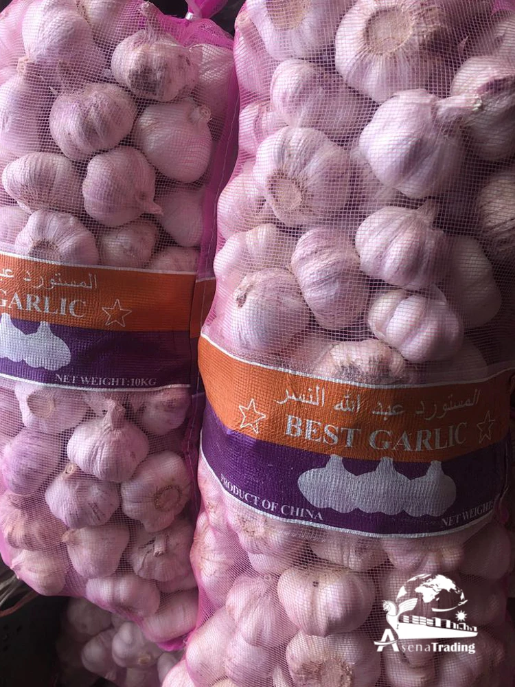 Top quality persian Garlic big size competitive prices