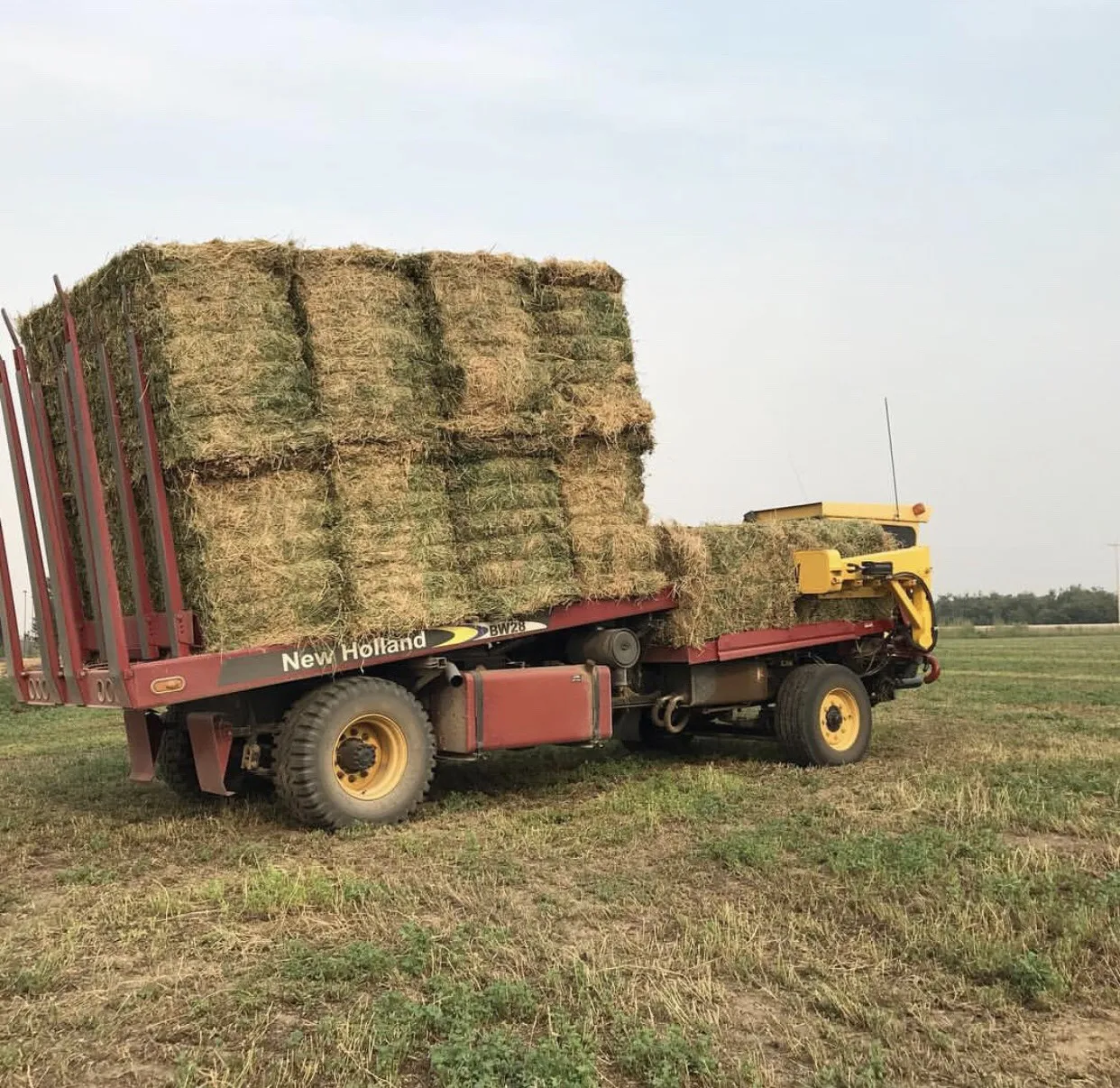 
LUCERNE HAY BALE FROM TURKEY 