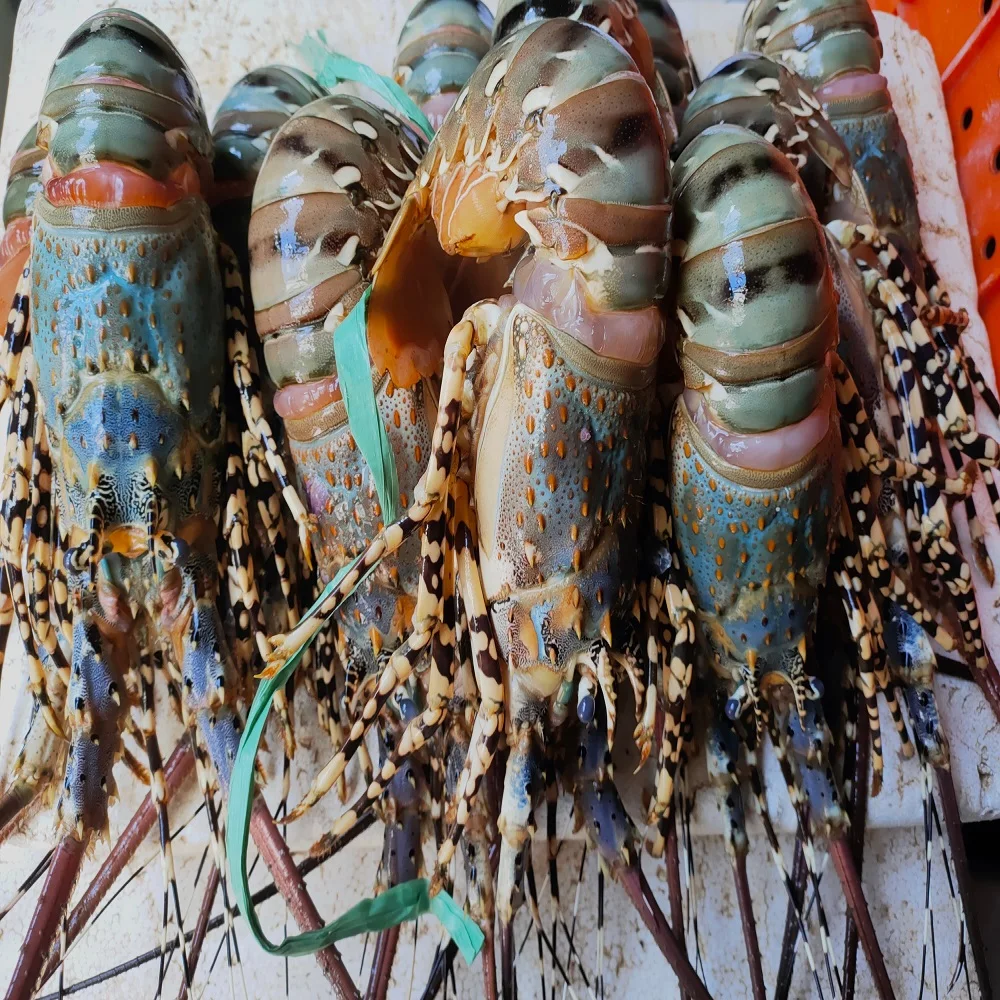 Качественный замороженный ползунки приготовленный весь круг/замороженный необработанный канадский