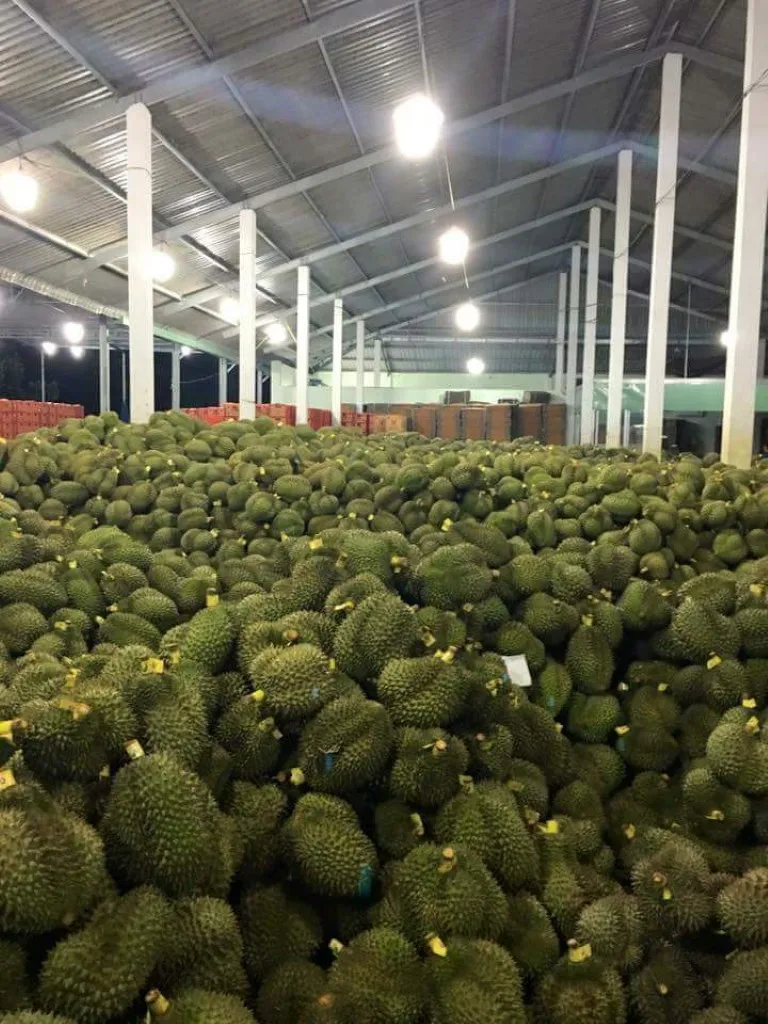 Вьетнамский поставщик премиум свежий цельный MONTHONG/ RI6 DURIAN по лучшей цене/мисс Триш + 84 984 696 874