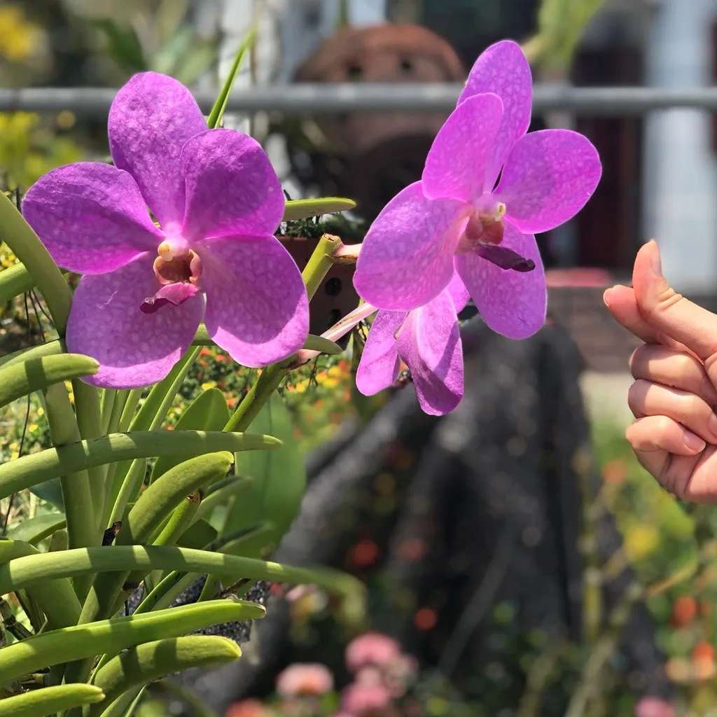 [BEST SELLER 2022] Fresh orchid flower with high quality and BEST PRICE FROM VIETNAM/ WHOLESALE 2022