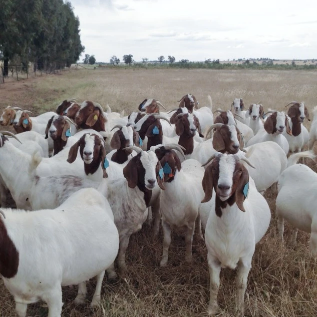 100% Pureblood Mature boer goat for sale