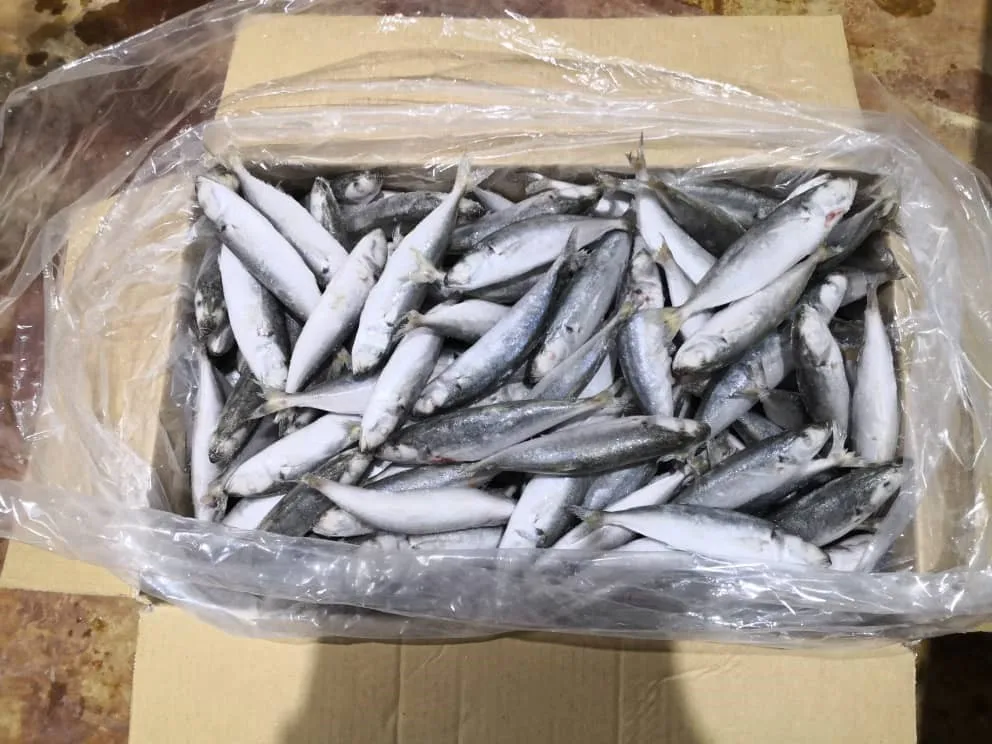 8.5Kg Net Weight Block Freezing And IQF Method Natural Silvery Color Frozen Whole Round Scad Fish