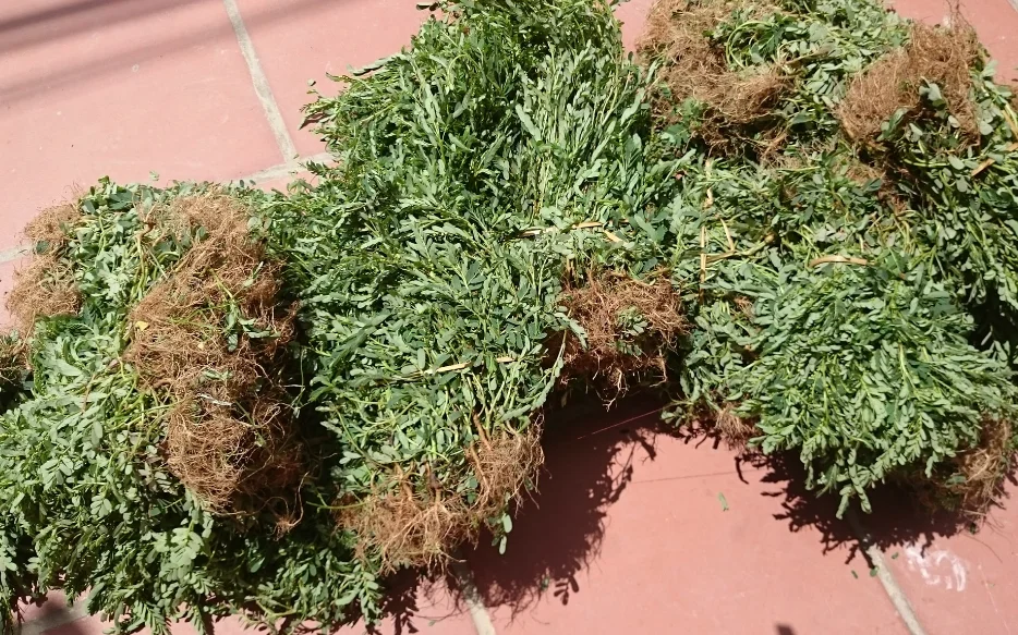 Оптовая продажа phyllanthus amarus schum et thonn / IVY + 84977157110