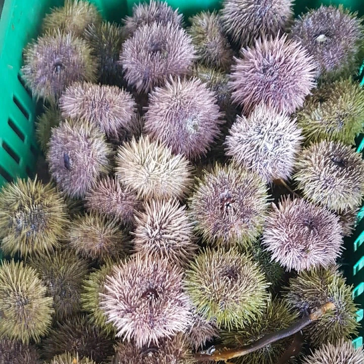 
sea urchin 