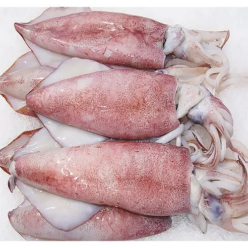 Frozen Healthy & Fresh Cuttlefish Export Morocco Sepiida Seiches At Reasonable Price