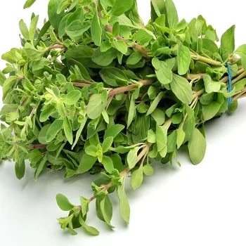 Оптовая продажа органическое 100% натуральное паровое дистиллированное масло молочного дерева для продуктов по уходу за кожей оптовая