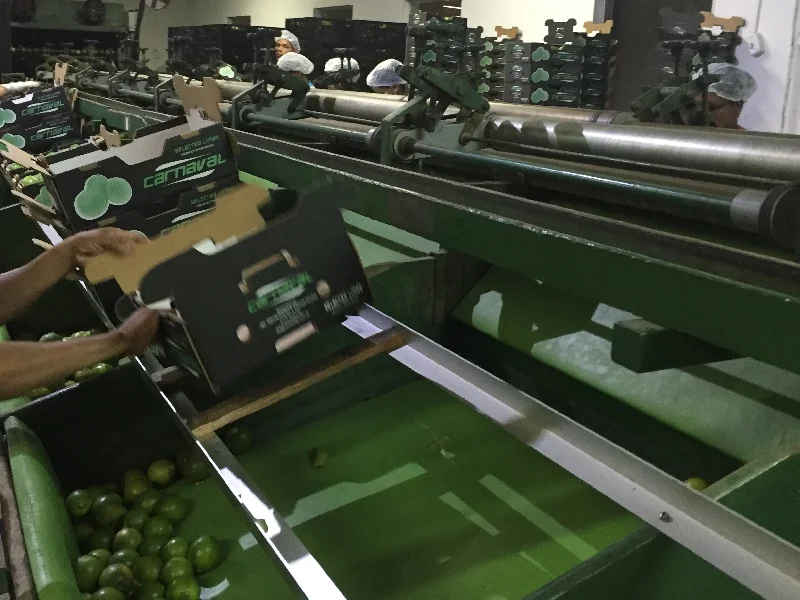 VIETNAM FRESH SEEDLESS LIME GREAT QUALITY FOR IMPORTER WHATSAPP WECHAT VIBER 0084326572671