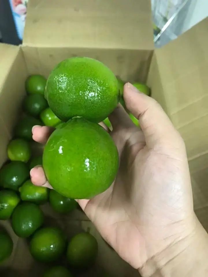 High quality Fresh Seedless Lime From Vietnam
