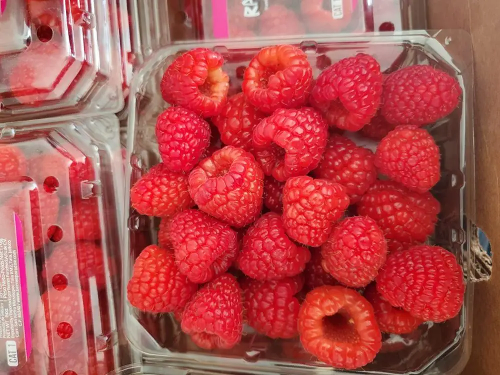 
High Quality Fresh Raspberries 