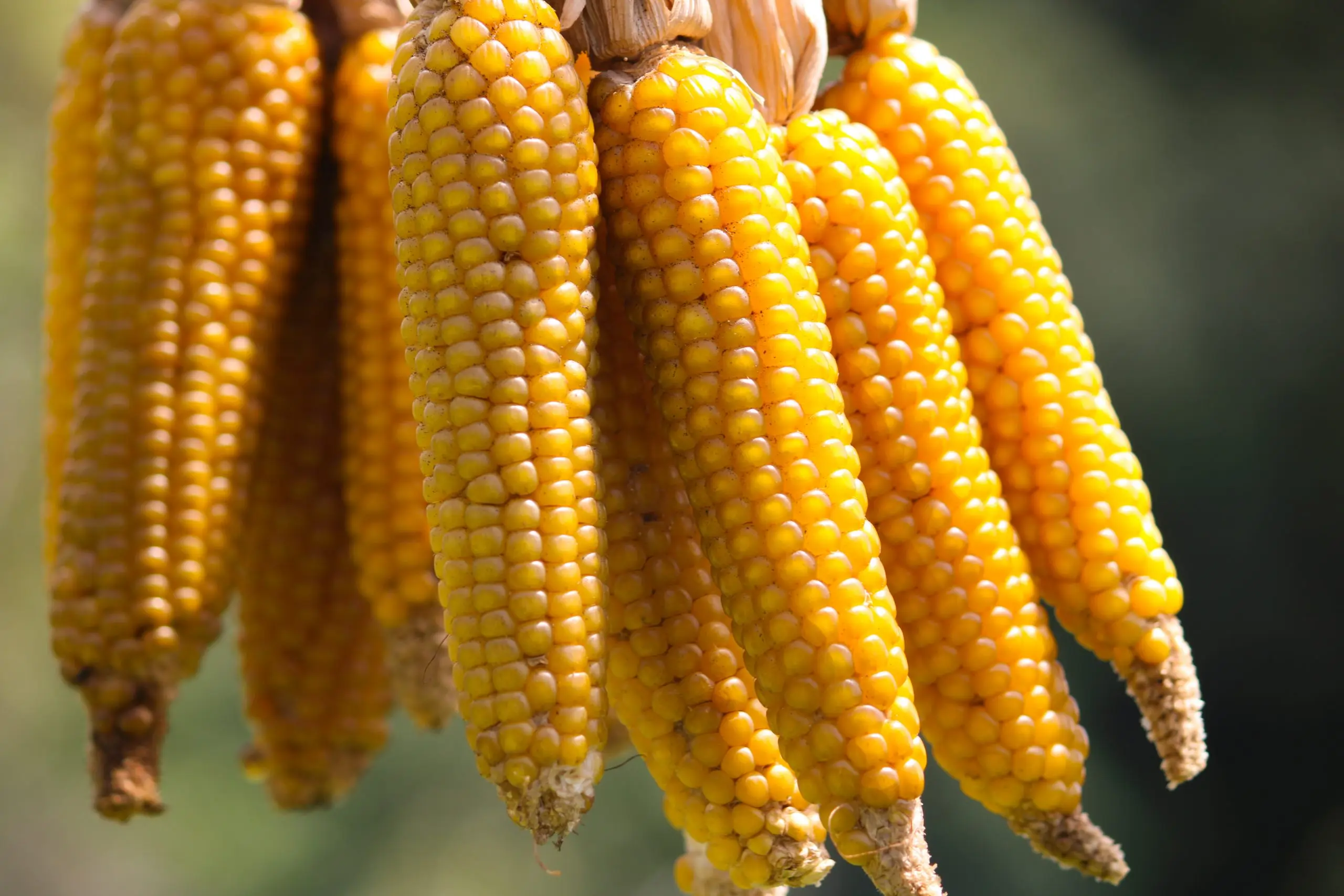  Сушеная кукуруза