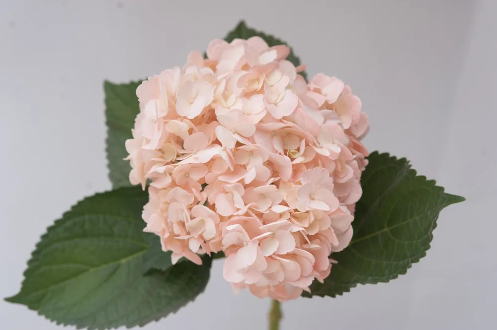 decorative flowers Light Pink Real fresh cut Hydrangea hight quality super select size (19/20) cm  ornamental cut flowers plants