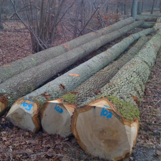 
 Деревянные бревна и пиломатериалы из дуба/пепельные деревянные бревна и пиломатериалы из ели и пиломатериалы  