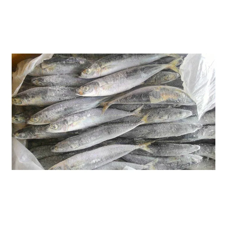High Quality Natural Frozen Fish Mackerel Exporters Cheap Price from Indonesia