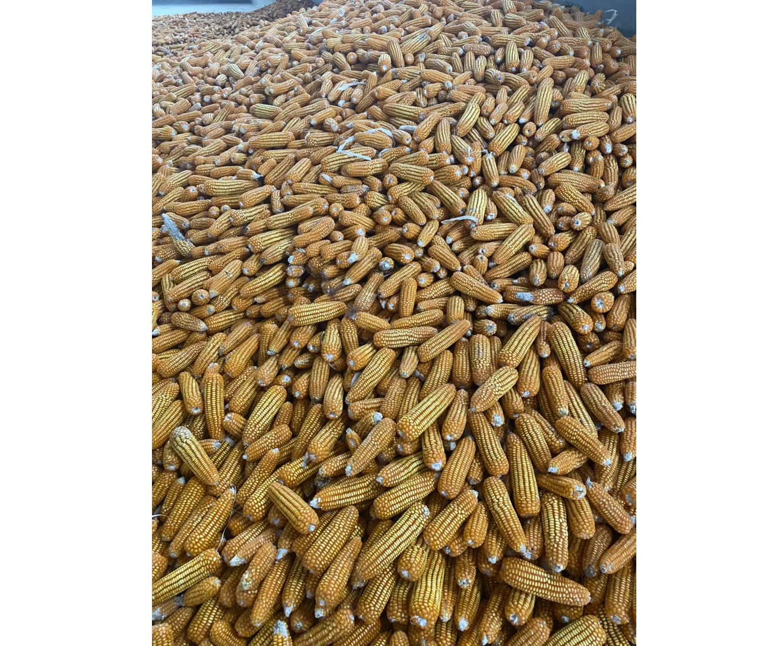 Высококачественная желтая кукуруза, 100% натуральная кукуруза, желтая кукуруза, зернистость кукурузы от Son La