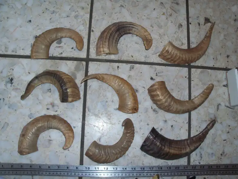 RAW RAM HORN  FOR MAKING KNIFE HANDLE