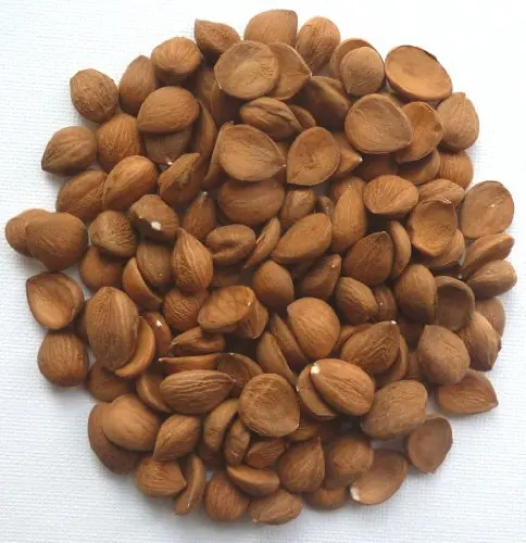  Заводская оптовая продажа сырье горький миндаль абрикос ядра для продажи