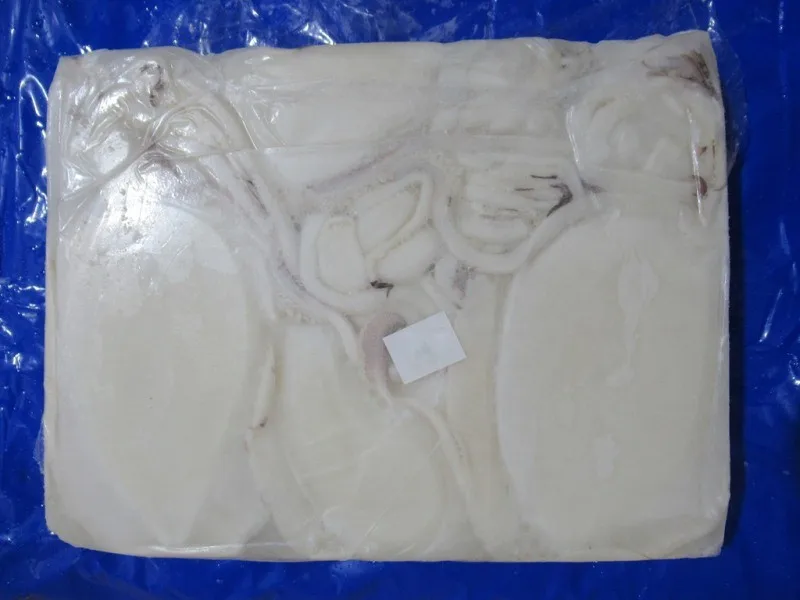 Block frozen Cuttlefish cleaned from India, top quality