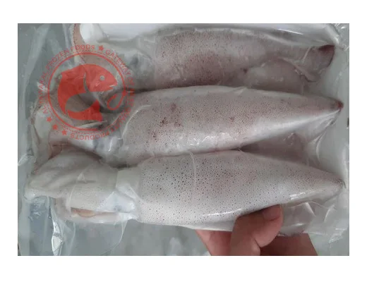 Whole Frozen Loligo Squid in Bulk Pakistani Origin Frozen Loligo Squid High Quality Whole Loligo Squid