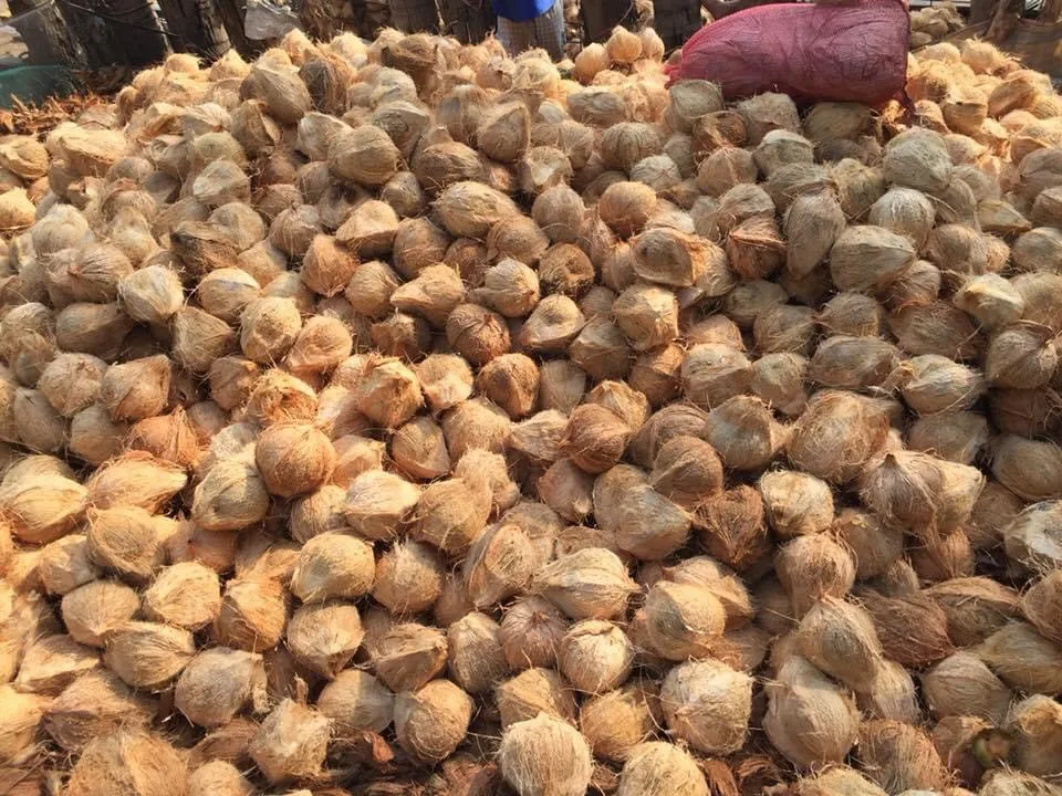 Высококачественный полуочищенный кокосовый орех/кокосовый орех