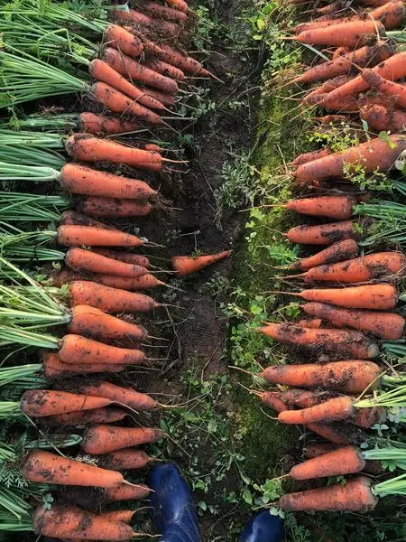Fresh Carrots From Vietnam Market