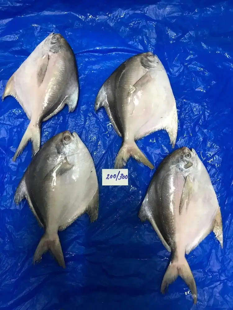 WHITE/SILVER POMFRET