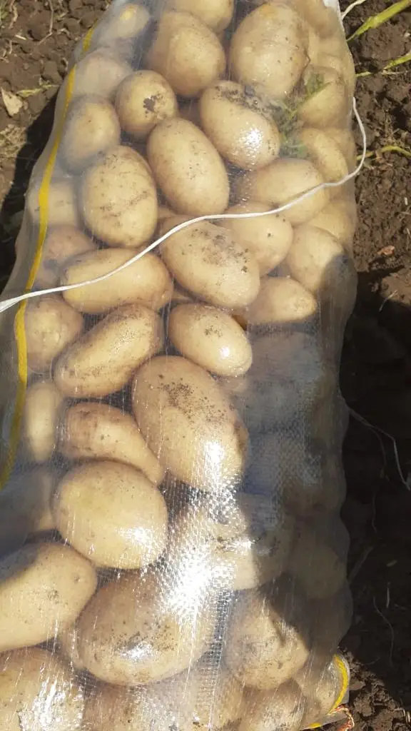 New Crop %100 Organic Patatoes Hot Sale Big Potatoes Premium Quality Fresh Potato - Made in Turkey