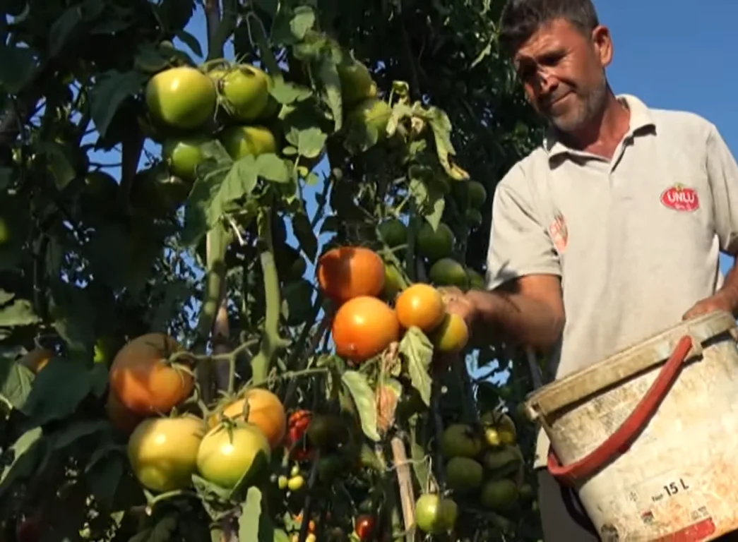 WHOLESALE Natural Red GREEN Fresh Tomatoes Mature Tomato Best Quality For Wholesale