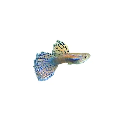 
RED GRASS GUPPY FISH - Multicolor Thailand Guppy Fish Premium Quality Ornamental Aquariums 