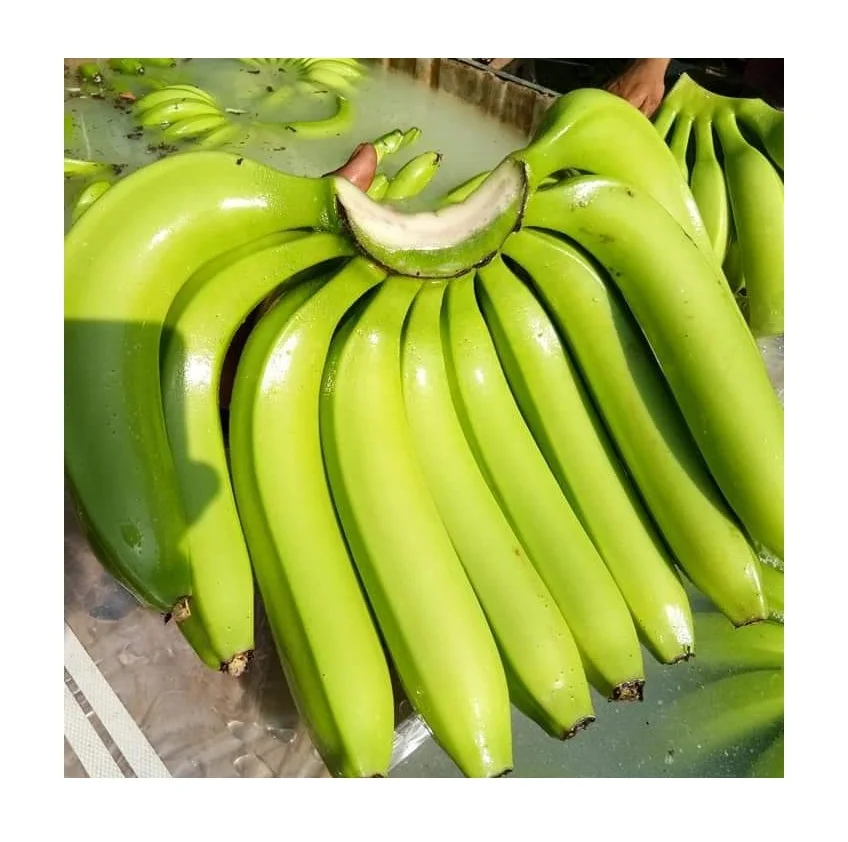  Высококачественный оптовый поставщик свежих качественных бананов Cavendish по низкой цене