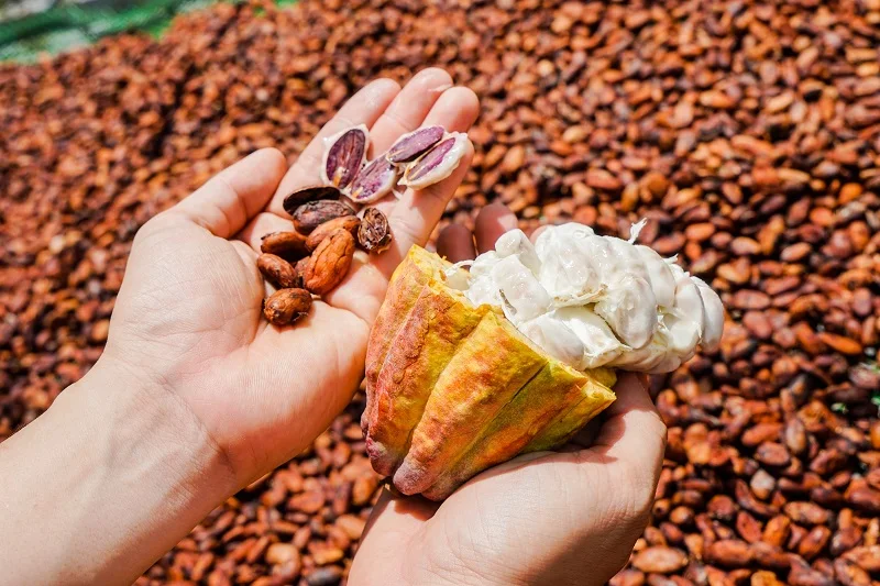 100% вьетнамский натуральный какао-порошок/какао-семена