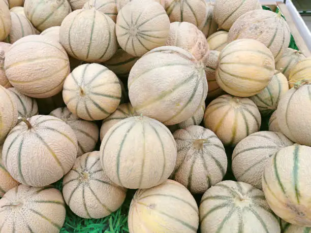 A1 Super Sweet melon for Export 2021