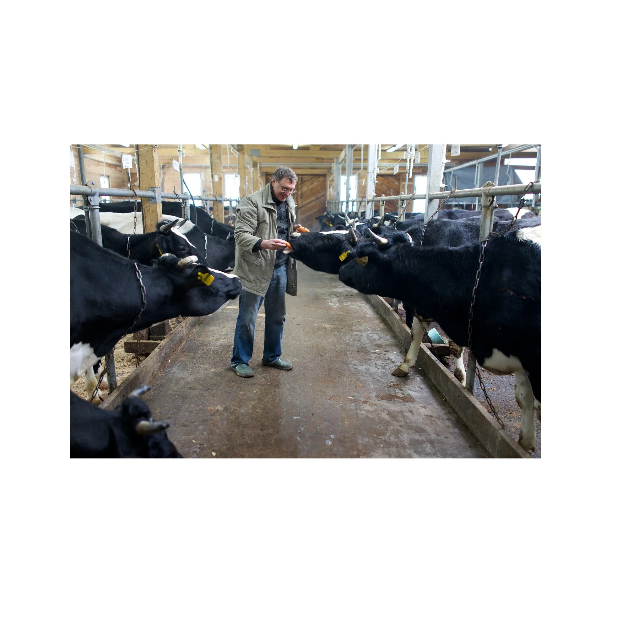 Wholesale Russian Animal Feed Additive SaproSorb