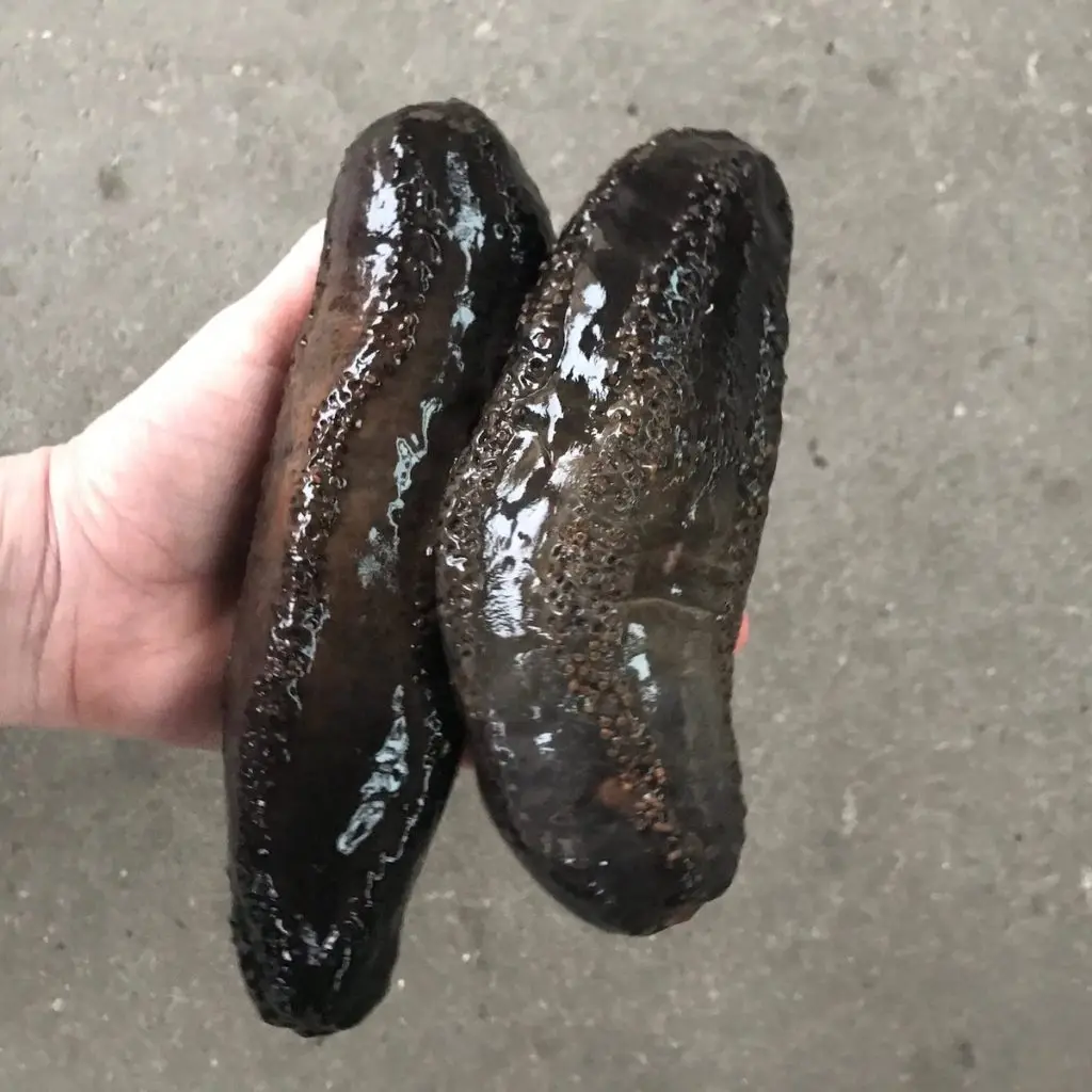 High quality dried sea cucumber