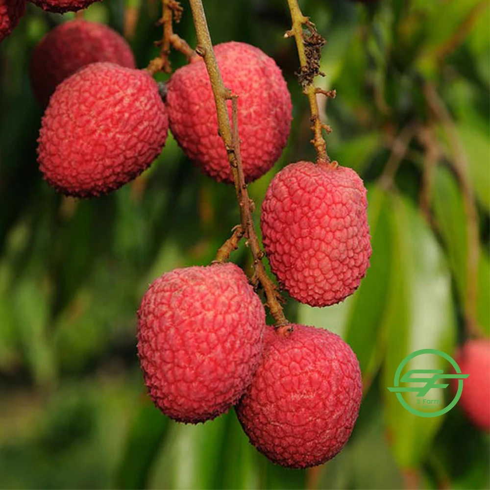 Export of agricultural products Fresh lychee products in bulk from Vietnam