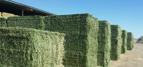 
Canada Organic Alfalfa Hay/Alfalfa Hay Bale for Animal Feed 