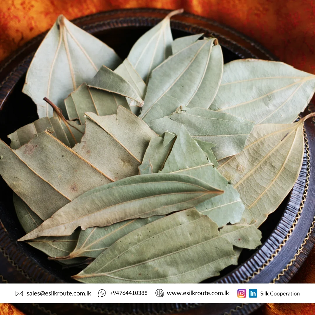 Превосходное качество 100% чистый органический сушеный лист корицы по низкой рыночной цене