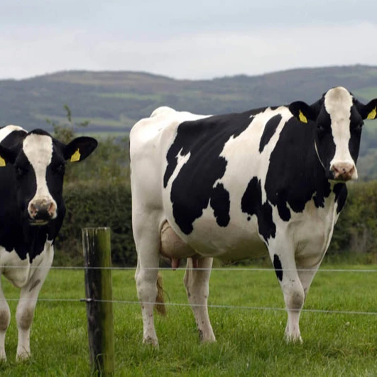 
Holstein Cows 