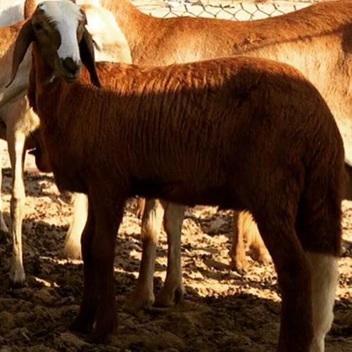 Sawakni sheep,cow,camel,sheep,goat,ox,bull