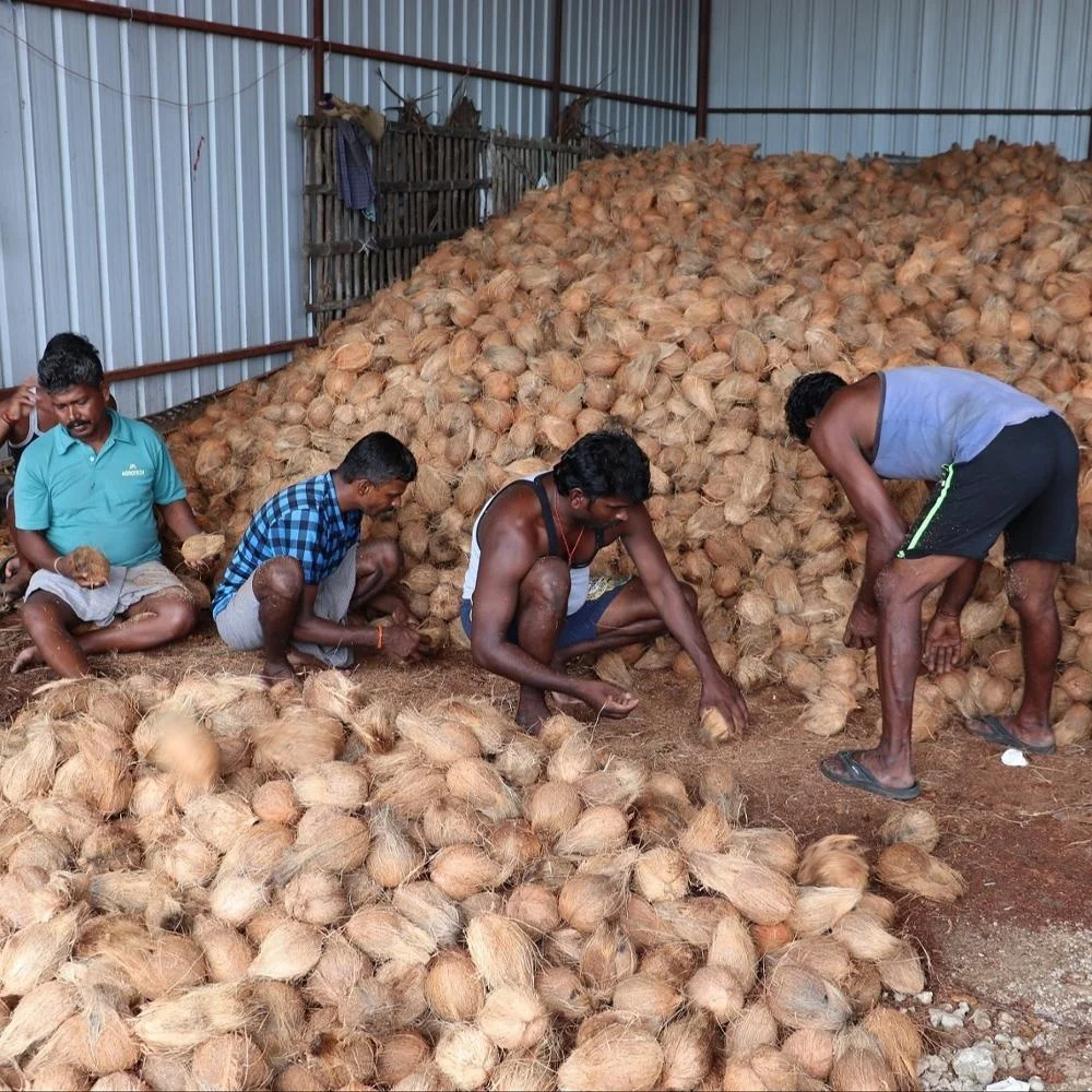 EXPORT QUALITY INDIA COCONUT