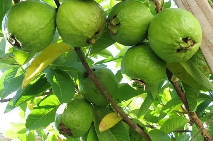 For Wholesale Fresh Fruit Red Guava Purchase Vietnam Rich Quality Good Taste