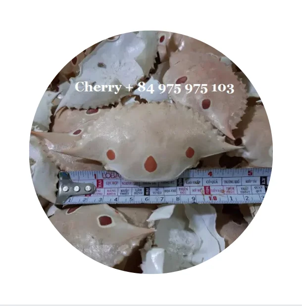 Сушеные и очищенные раковины морского ракушка краба по низкой цене/Ms. Lily 84 906 927
