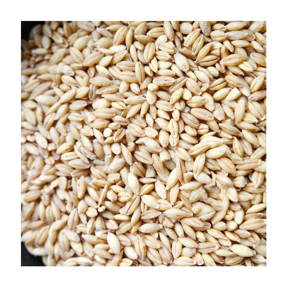 Barley grains healthy food animal feed for animals natural wholesale  bulk organic non-GMO cereal grains original manufacturer