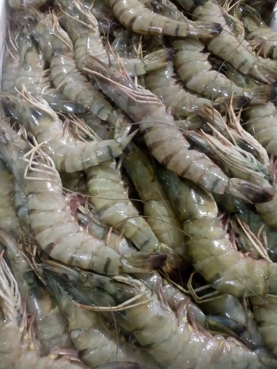 Hot Selling Frozen Vannamei Shrimp For Export