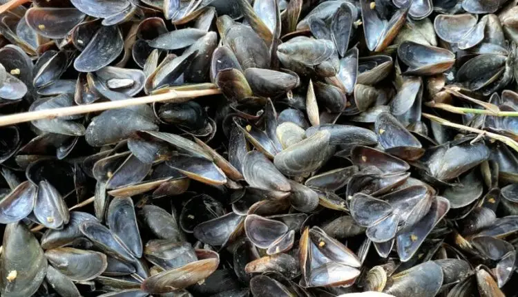 Wholesale Manufacturer  Seashell Murex Operculum Cheap Price from 99 Gold Data