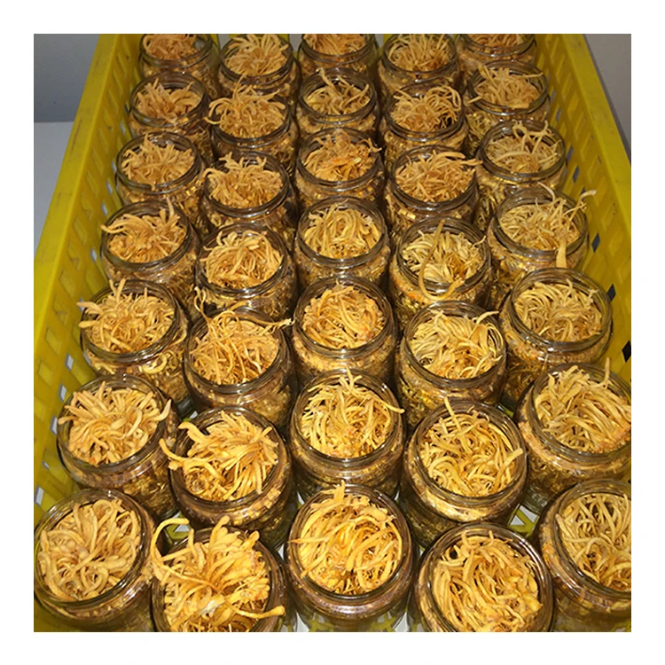 
Natural Nutritional Supplements Cordyceps Militaris Dried Whole Part 